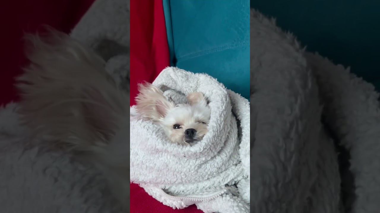 Появление белого Йорка смотреть онлайн