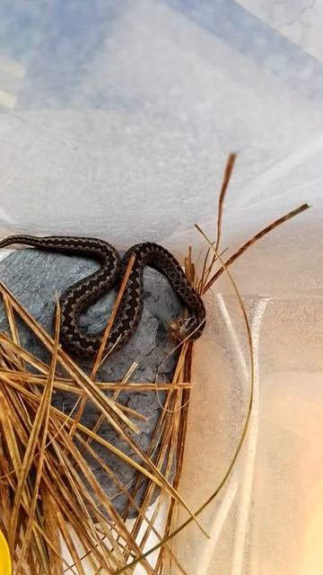 Vipera ursinii rakosiensis frisst Grille