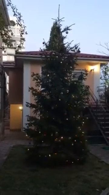 Елка во дворе Мечта Алушта смотреть онлайн