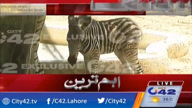 Childbirth of Zebra in Lahore Zoo смотреть онлайн