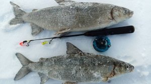 Рыбалка на реке. Погоня за трофеем. Часть вторая.