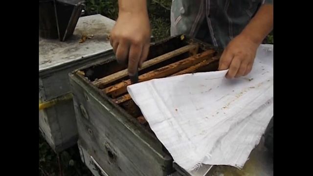 методика однокорпусного улья с магазинами - часть 5 ( развитие отводка с отсаженной плодной маткой смотреть онлайн