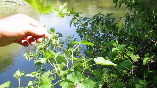 Хоперская экспедиция № 1 смотреть онлайн