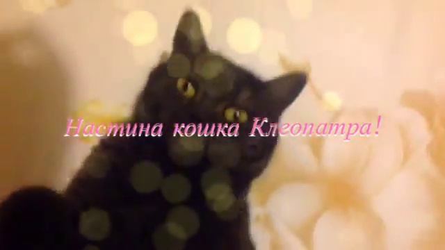 "Люблю мою кошку !Ваша Настя "_"" Фанатское видео смотреть онлайн