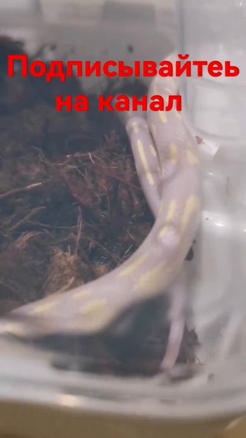 Калифорнийская королевская змея смотреть онлайн