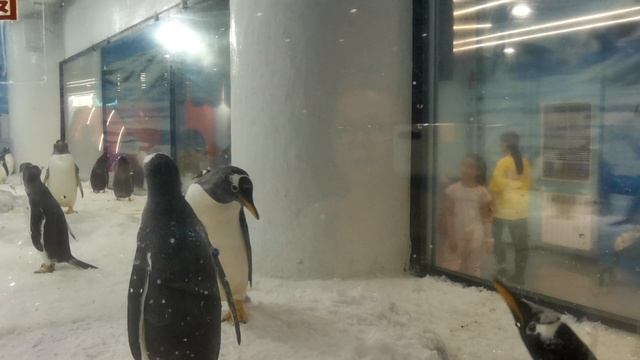 Пингвины в Харбинском полярном аквариуме (Harbin Polarland), г. Харбин