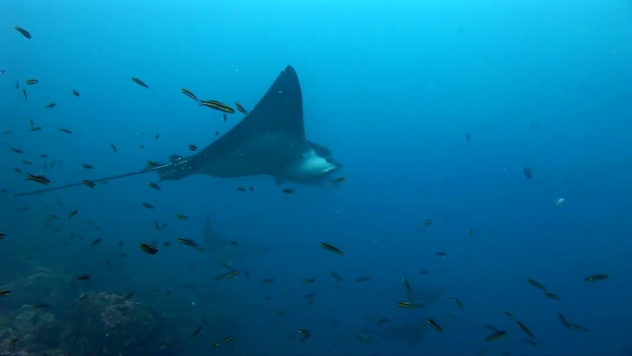 Galapagos 01 смотреть онлайн