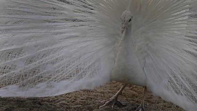 КУРОРТ МИРГОРОД 2011 смотреть онлайн