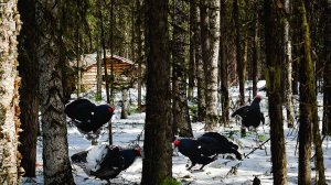 На приваде первый гость. Нашёл тока