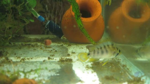 Разведение апистограмм Бенша (Apistogramma baenshi) | Inca Dwarf Cichlid breeding смотреть онлайн