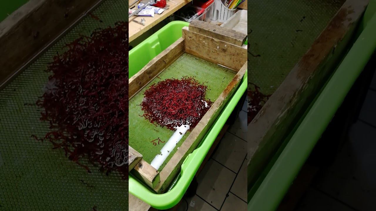 Pro мотыль часть 1