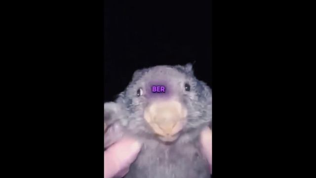 Бобр курба смотреть онлайн