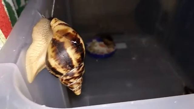 Мои улитки смотреть онлайн