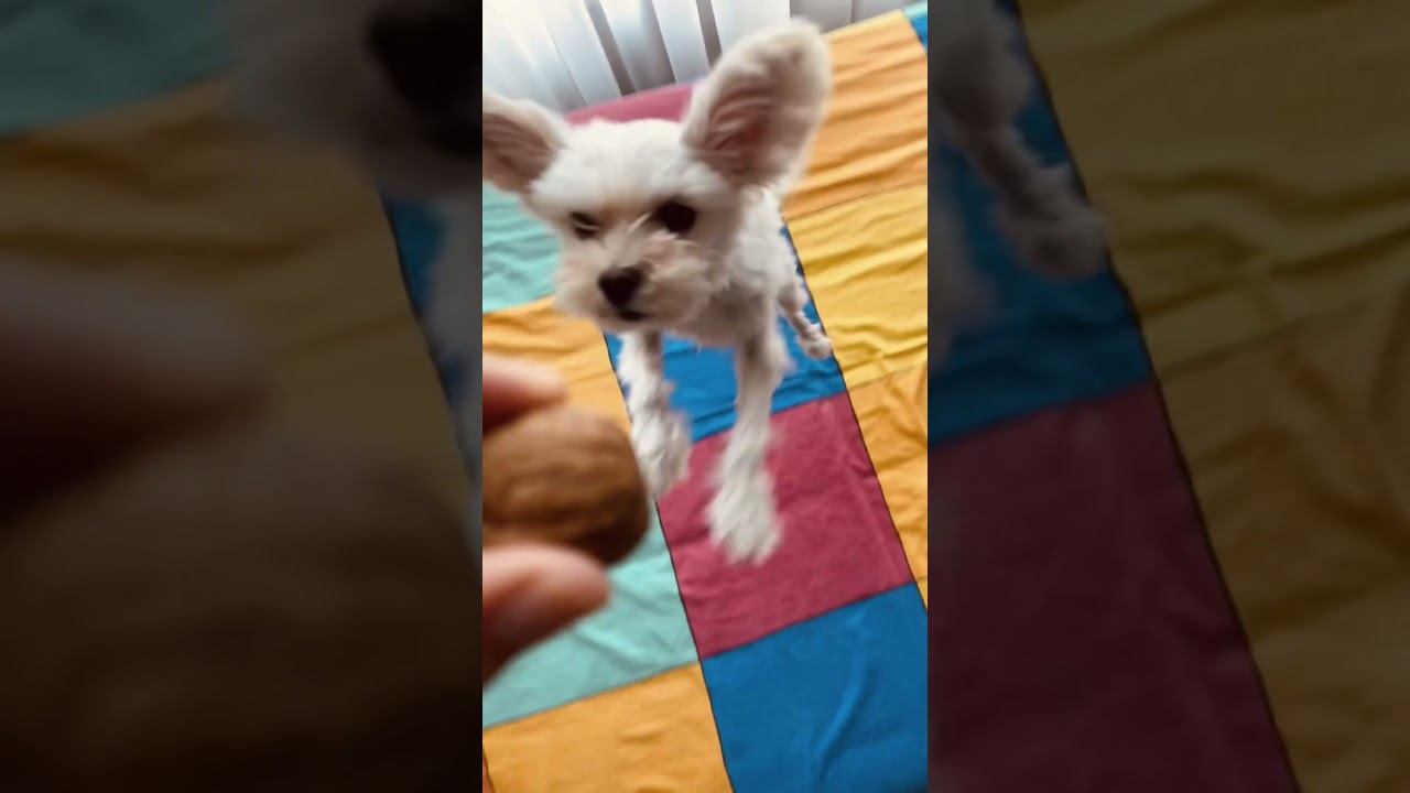 #funnydog смотреть онлайн