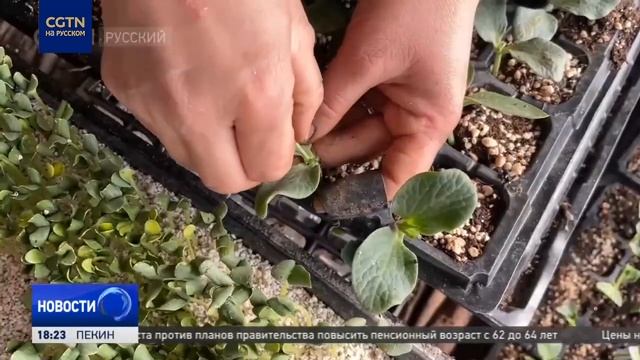 Синьцзян готовится к посевной смотреть онлайн