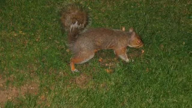 Картинки из Британии смотреть онлайн