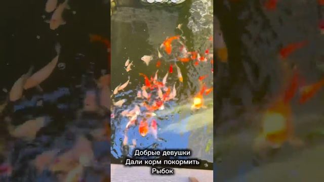 Belvedere в Пересыпь смотреть онлайн