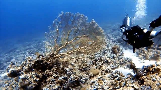 Diving in Aqaba, Jordan смотреть онлайн