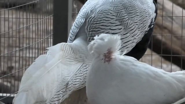 У Кроликов новые гости! Счастливые Ушки в кормушке The rabbits have guests! Happy ears in the feede смотреть онлайн