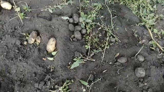 Этот картофель нас удивил смотреть онлайн