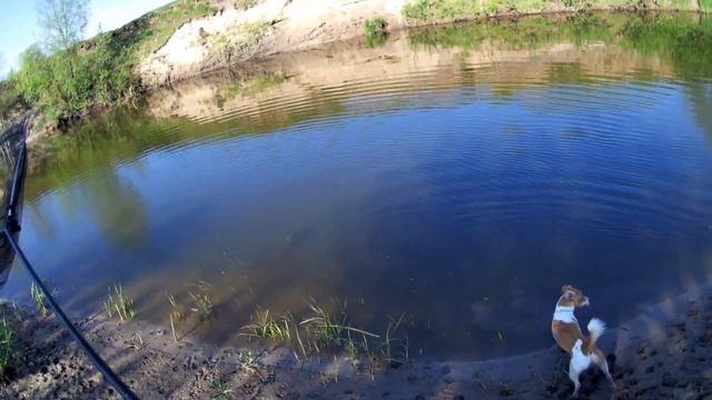 Риба пішла на нерест! Знову хижак на фідер. Рибалка на р.Горинь смотреть онлайн