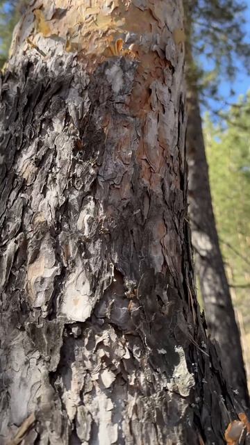 Гумеровское ущелье. Башкортостан смотреть онлайн