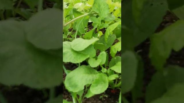 4 июня 2020г ОБЗОР ВЫСОКОЙ ГРЯДКИ. помидорки смотреть онлайн