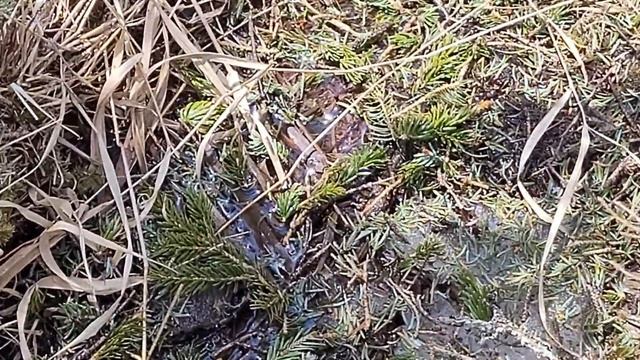 Ольховая смотреть онлайн