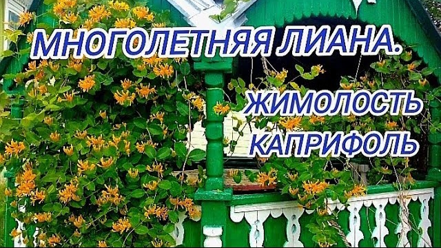 Каприфоль.для арки,беседки,шпалеры... смотреть онлайн