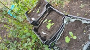 Кабачки в ящиках. Экономим место в огороде.