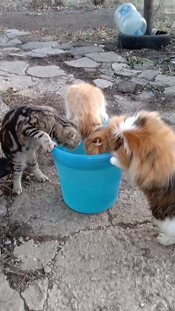 Мини-бар для кошек 2. смотреть онлайн