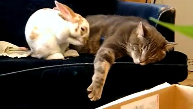 Кролик и кот смотреть онлайн