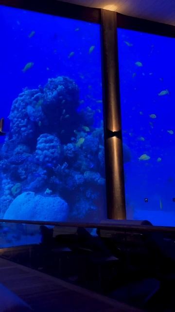 Ohtakai в Санкт-Петербурге смотреть онлайн