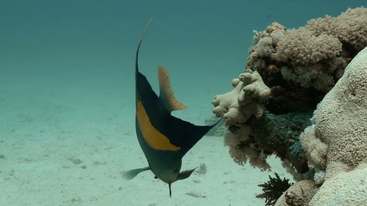 Red Sea 02 смотреть онлайн