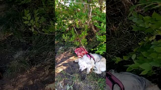 ЗИМОЙ ПРИЯТНО ВСПОМНИТЬ ЯРОВОЕ. ПРИЧАЛ 55.(4) смотреть онлайн