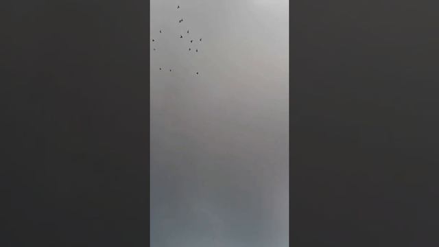 Голуби! Тамани!!! смотреть онлайн