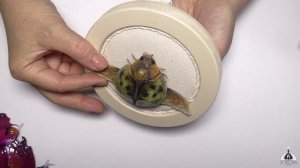 ч.6 Мошка златокрылая