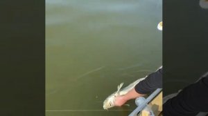 Вот так в Астрахани ловиться осетры на спиннинг !!!!