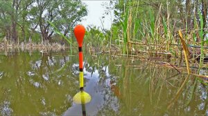 КАРАСИ НА ПОПЛАВОЧНУЮ УДОЧКУ ВЕСНОЙ 2025! ИКОРНЫЕ РЫБЫ! Рыбалка на поплавок на карася с берега