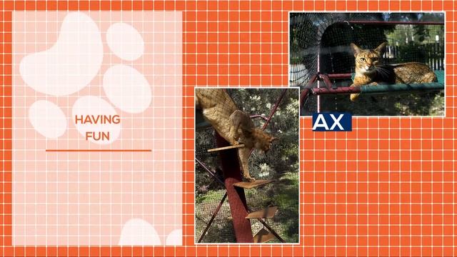 Промо-ролик для компании-производителя вольеров для кошек смотреть онлайн