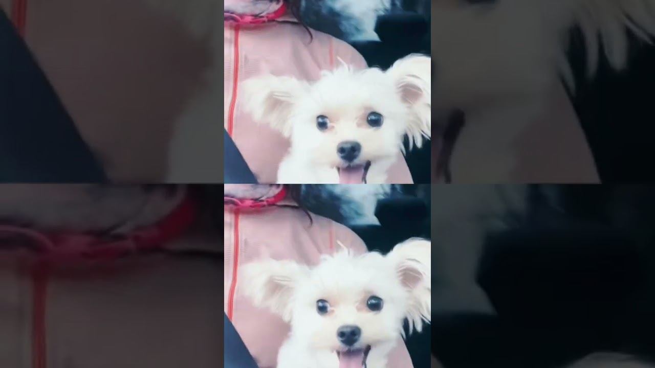 Funny dog смотреть онлайн