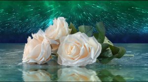 Футаж. Белые розы. Поздравляю. White Roses background. Congratulations