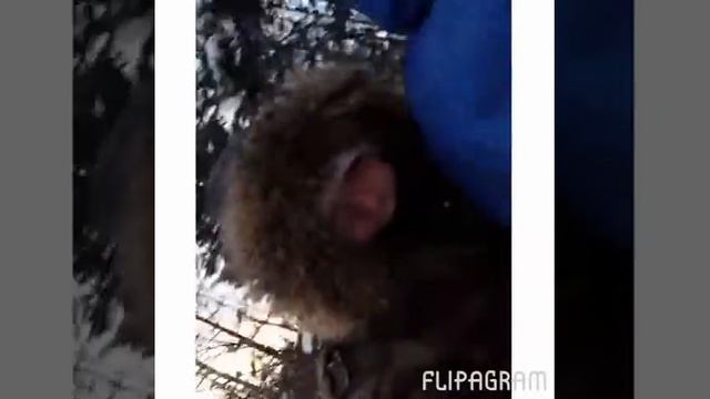 Листвянка байкал смотреть онлайн