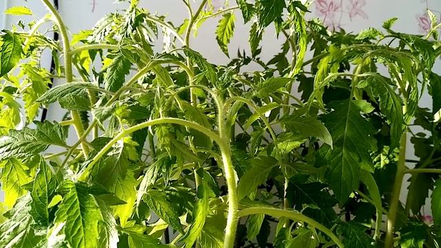 решить проблему переросшей рассады смотреть онлайн