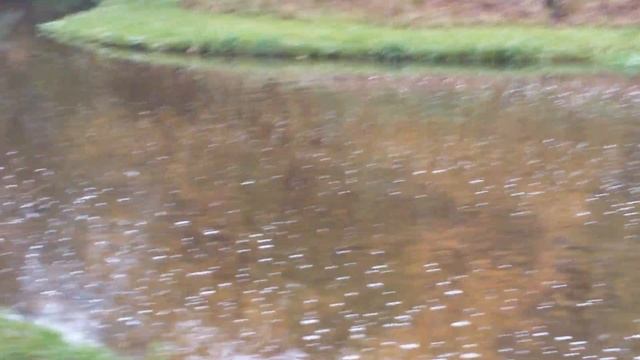 Прогулка по Кузьминскому парку октябрь Часть 5 смотреть онлайн