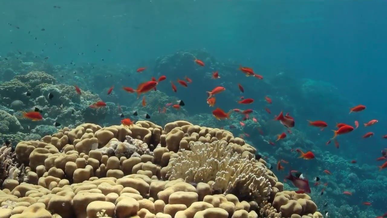 Red Sea 17 смотреть онлайн