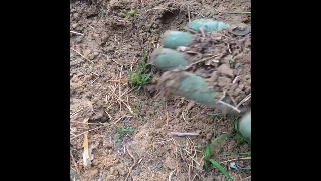 Поиск монет в лесу смотреть онлайн