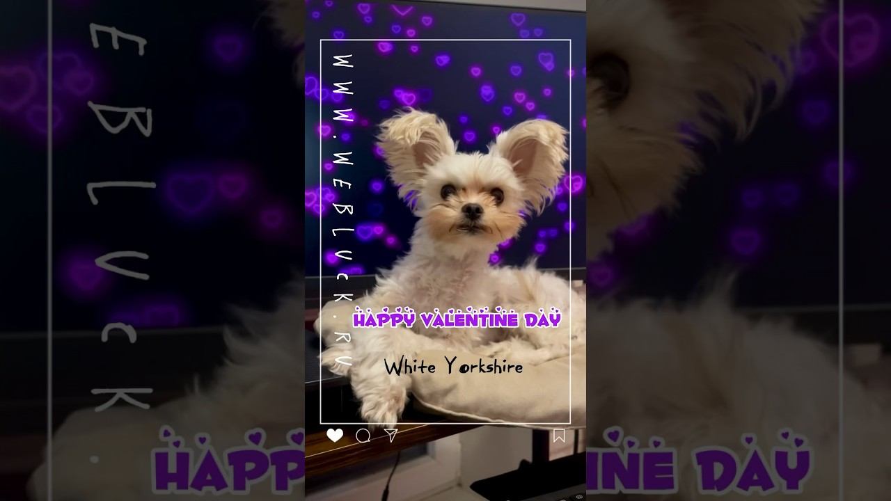 Happy Valentine Day #golddust #yorkshire #yorkie #whitedog https://t.me/luckyTrips39 смотреть онлайн