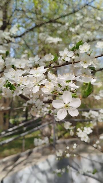 Москва в цвету смотреть онлайн