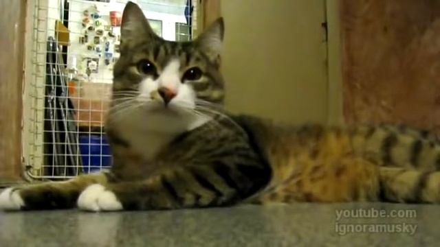 Поющий кот смотреть онлайн